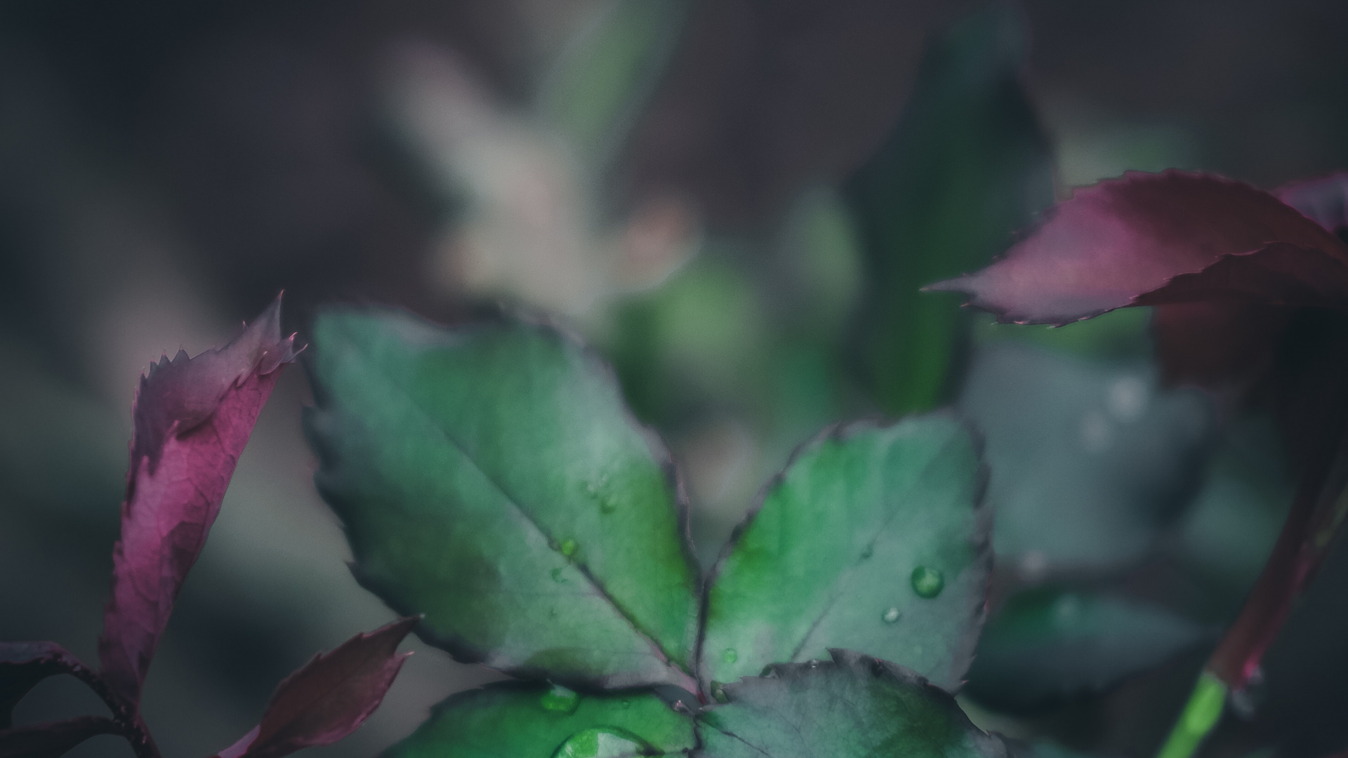 性质, 粉红色, 工厂, 植被, 显花植物 壁纸 1920x1080 允许