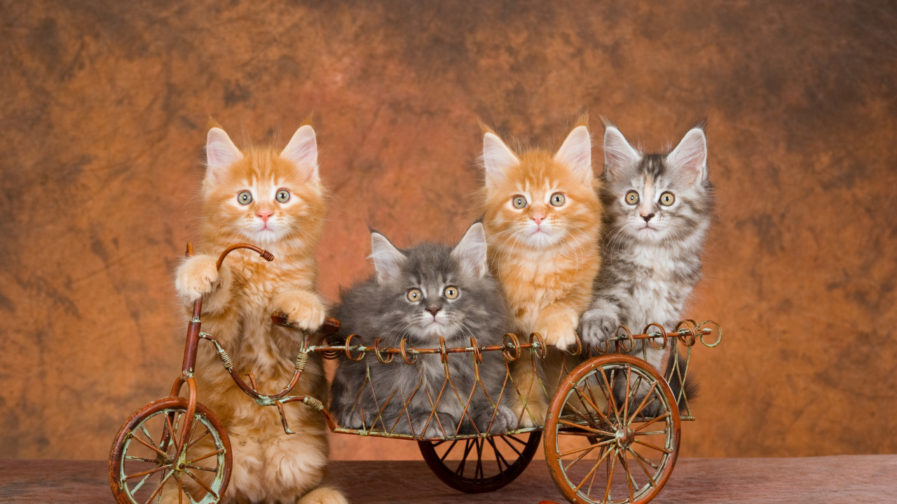 Orange Tabby Kitten on Bicycle. Wallpaper in 1280x720 Resolution