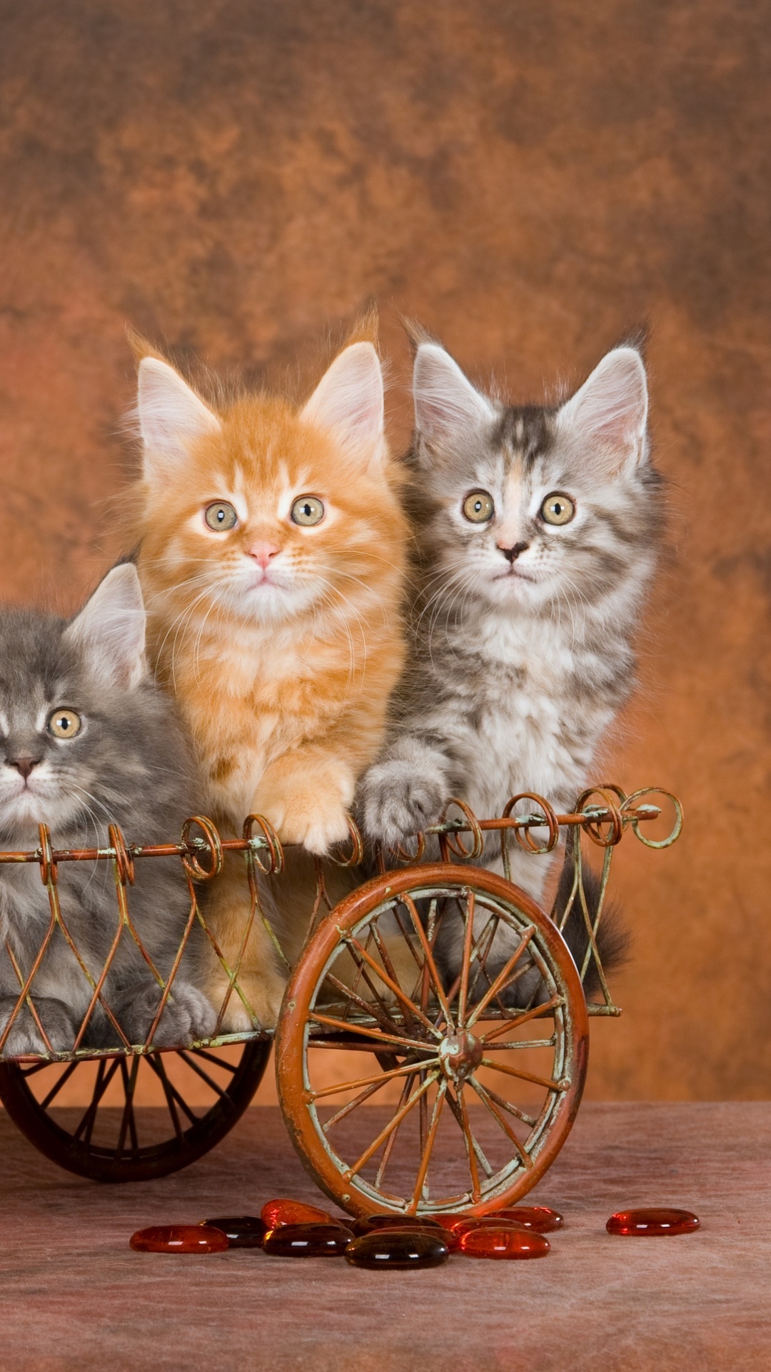 Orange Tabby Kätzchen Auf Fahrrad. Wallpaper in 1080x1920 Resolution