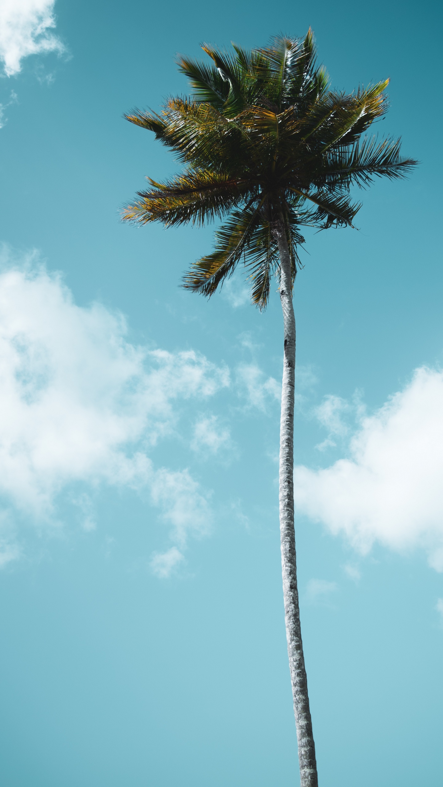 Green Palm Tree Under Blue Sky During Daytime. Wallpaper in 1440x2560 Resolution