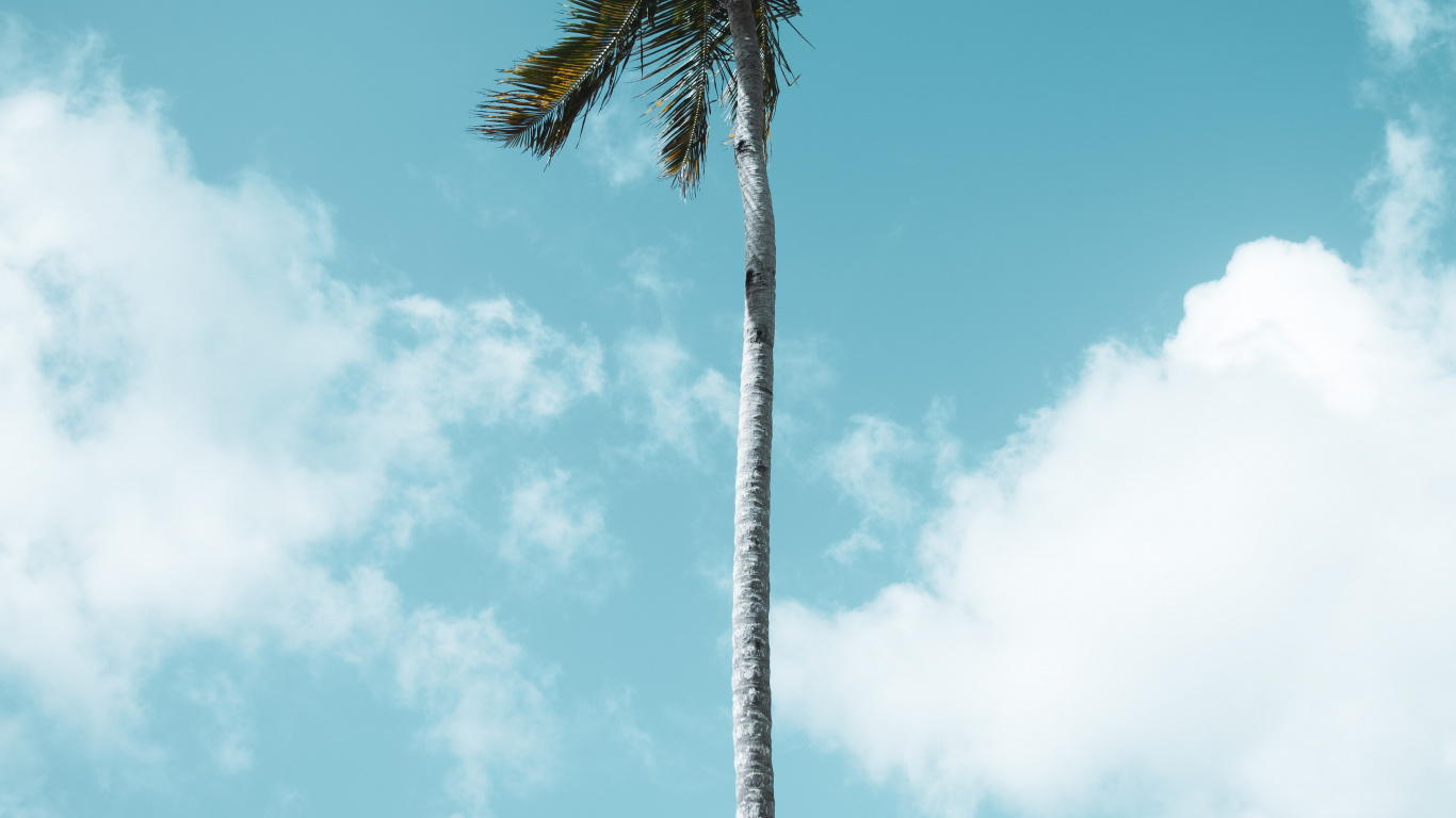 Palmera Verde Bajo un Cielo Azul Durante el Día. Wallpaper in 1366x768 Resolution