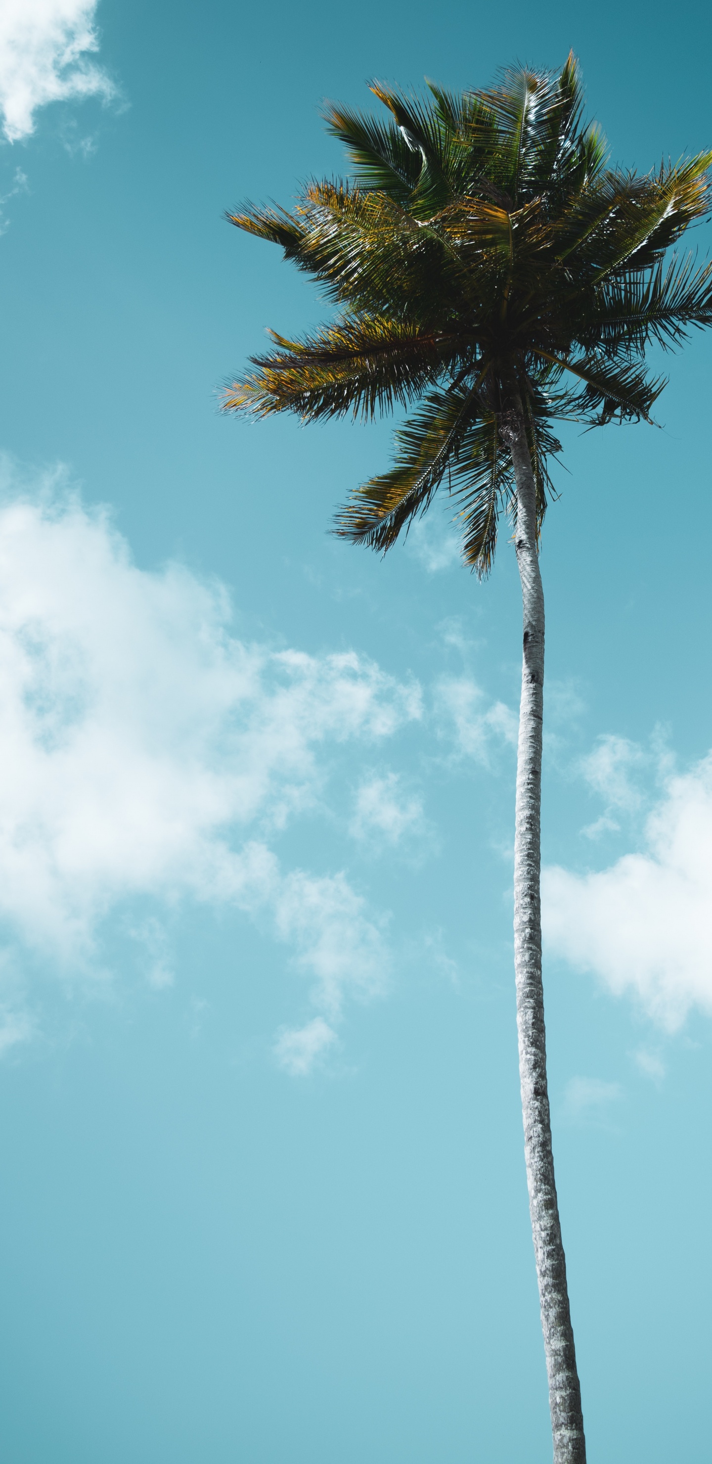 Palmera Verde Bajo un Cielo Azul Durante el Día. Wallpaper in 1440x2960 Resolution