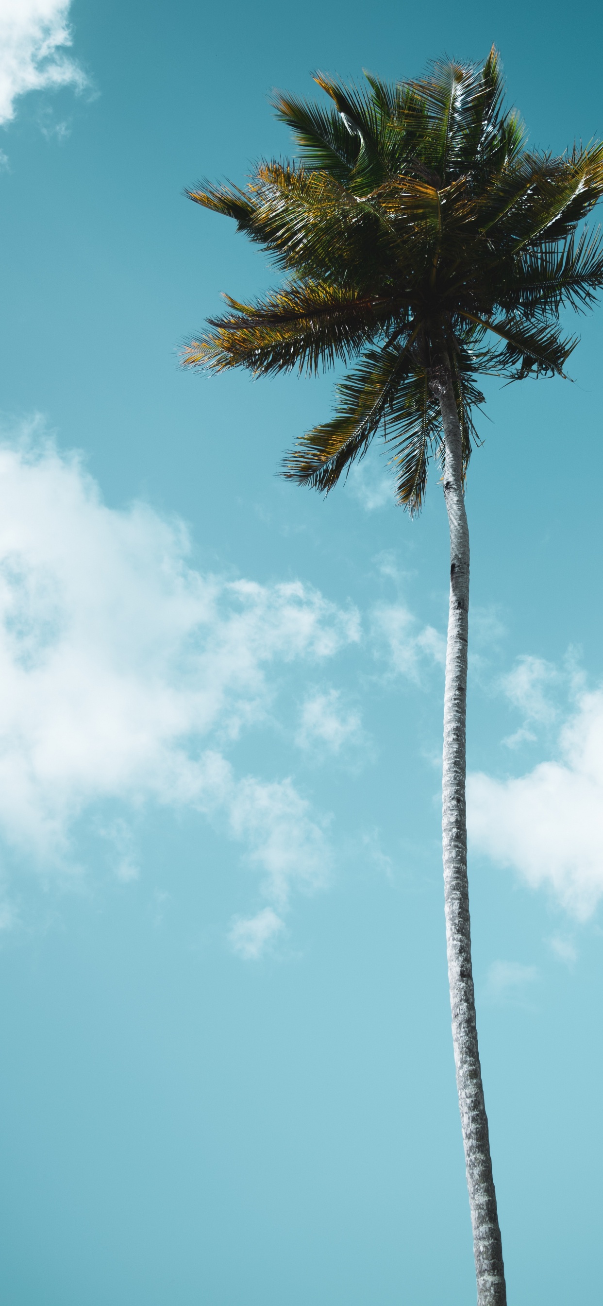 Palmier Vert Sous Ciel Bleu Pendant la Journée. Wallpaper in 1242x2688 Resolution