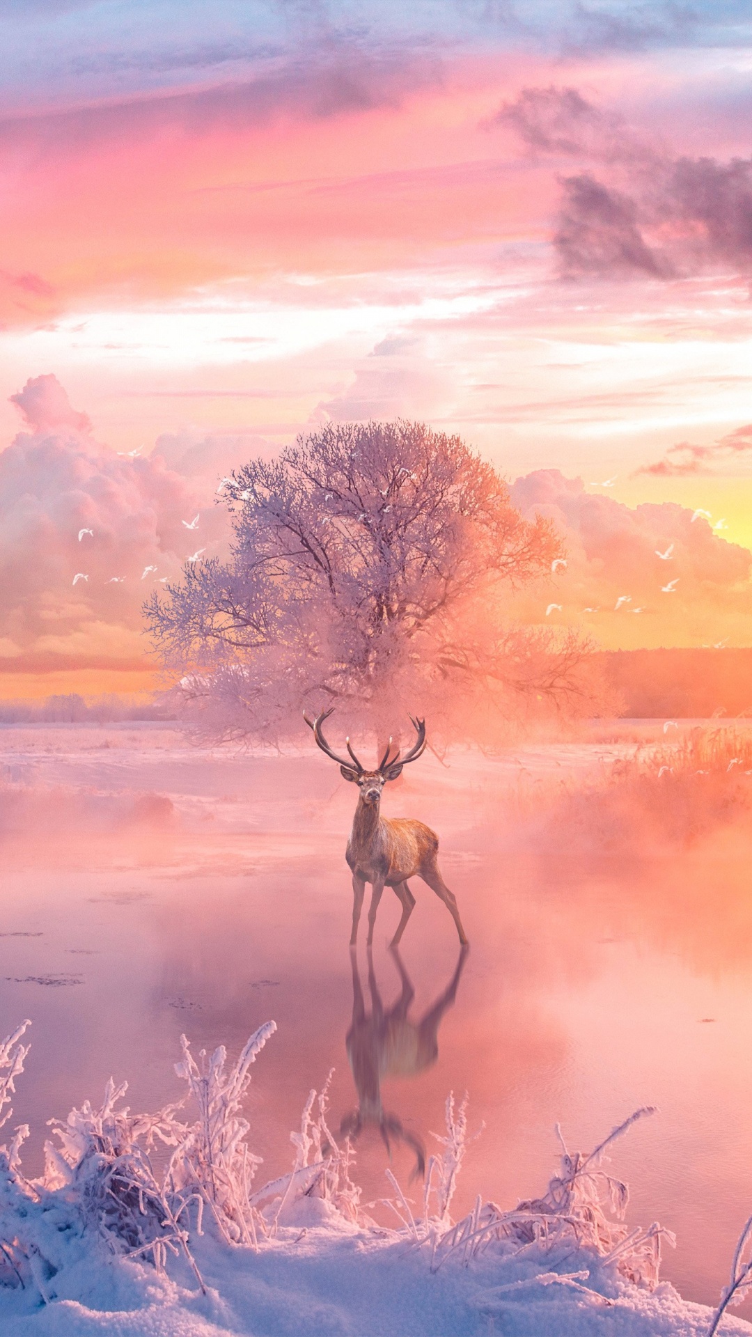 Deer, Reindeer, Cloud, Ecoregion, Plant. Wallpaper in 1080x1920 Resolution