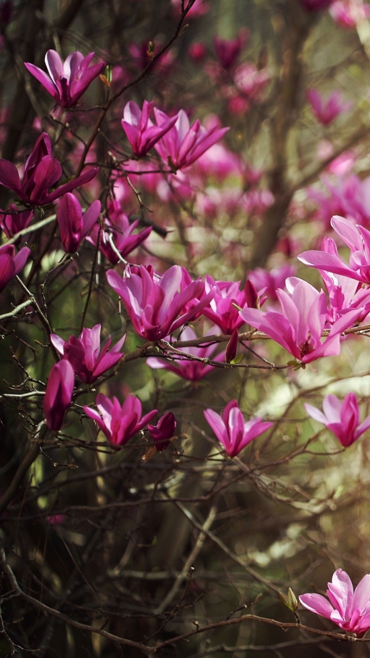 Pink Flowers in Tilt Shift Lens. Wallpaper in 720x1280 Resolution