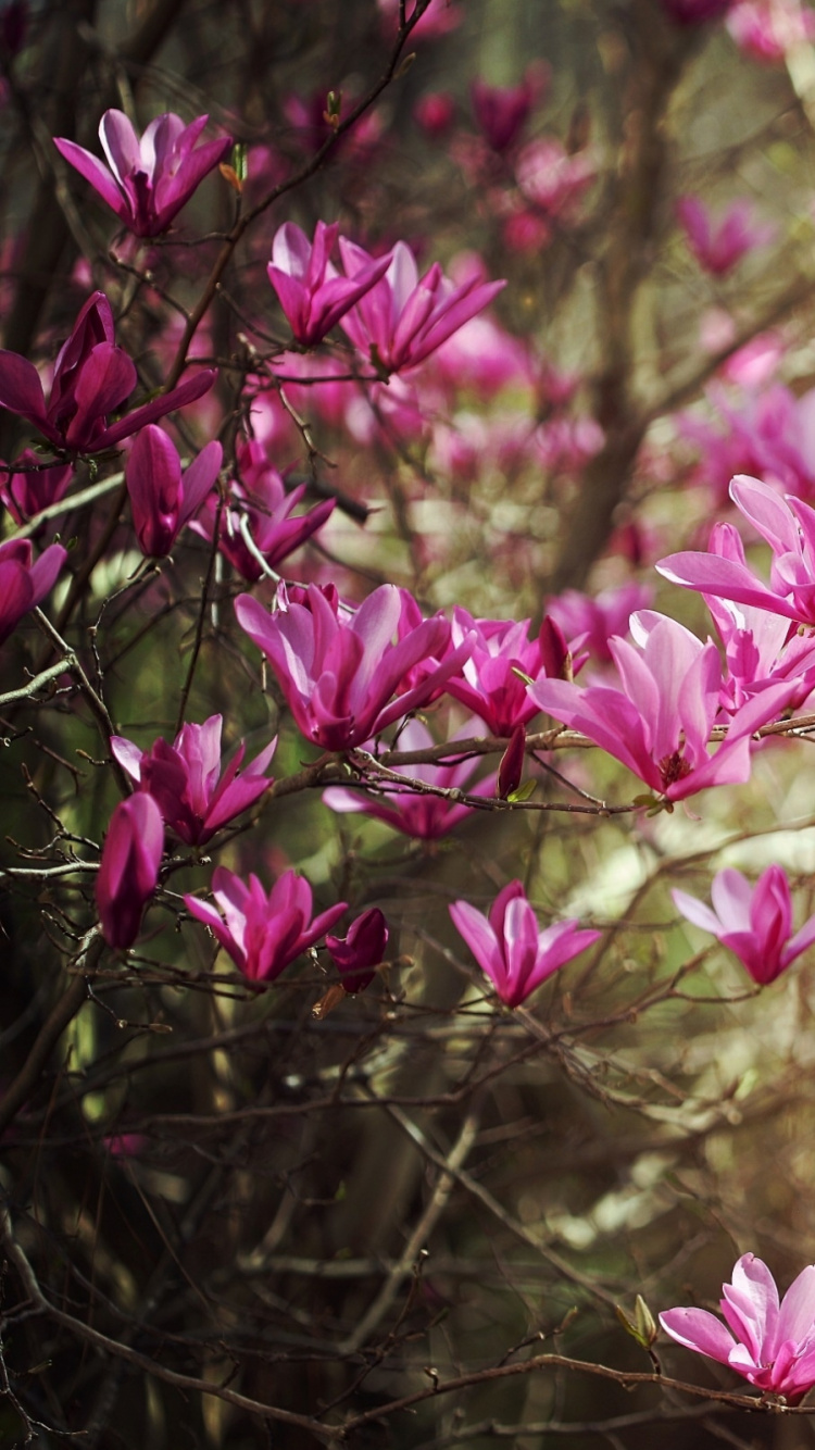 Pink Flowers in Tilt Shift Lens. Wallpaper in 750x1334 Resolution