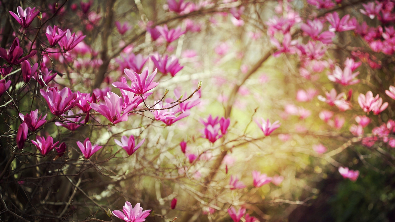 弹簧, 显花植物, 粉红色, 植被, 小指 壁纸 1366x768 允许