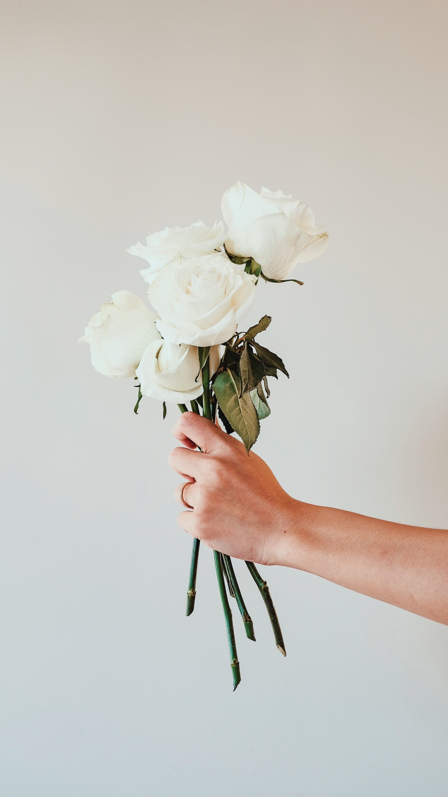 Person Holding White Rose Bouquet. Wallpaper in 1440x2560 Resolution
