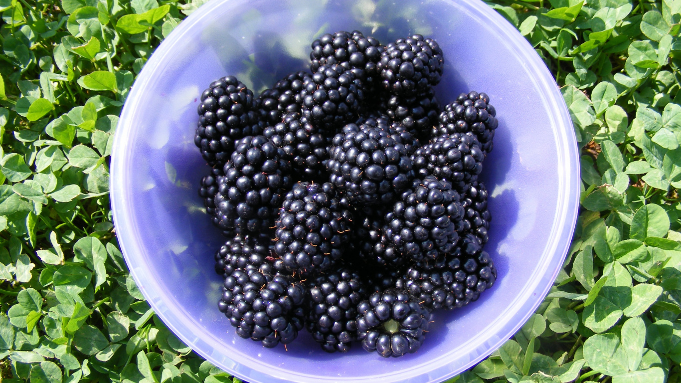 Black Berries in White Plastic Container. Wallpaper in 1366x768 Resolution
