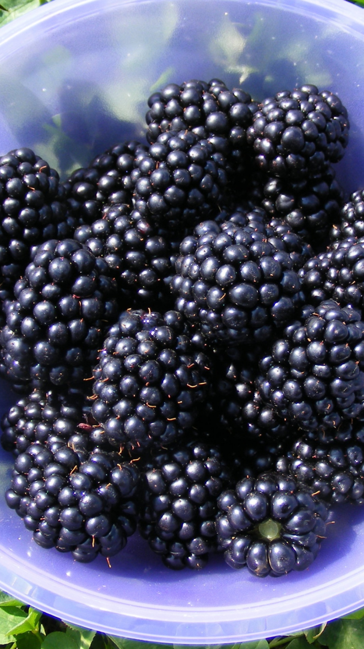Black Berries in White Plastic Container. Wallpaper in 750x1334 Resolution