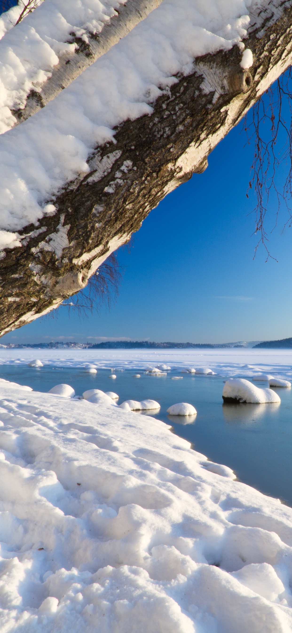 Brauner Baumstamm Auf Schneebedecktem Boden Tagsüber. Wallpaper in 1242x2688 Resolution