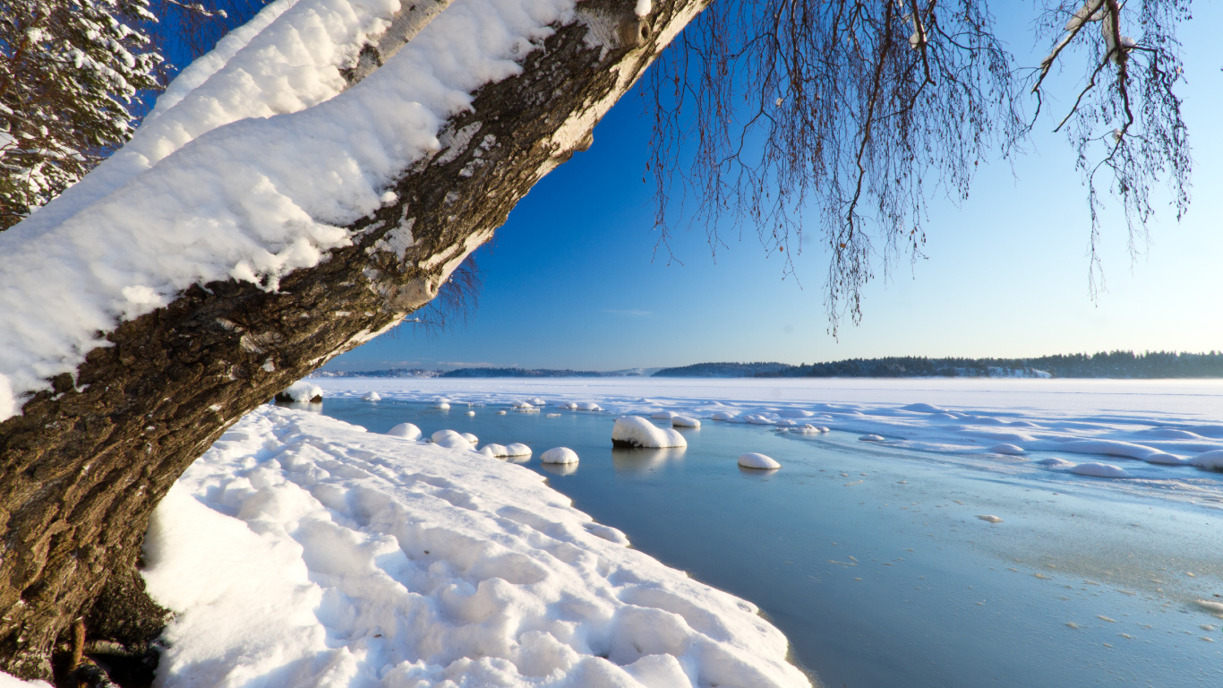 Tronc D'arbre Brun Sur le Sol Couvert de Neige Pendant la Journée. Wallpaper in 1366x768 Resolution