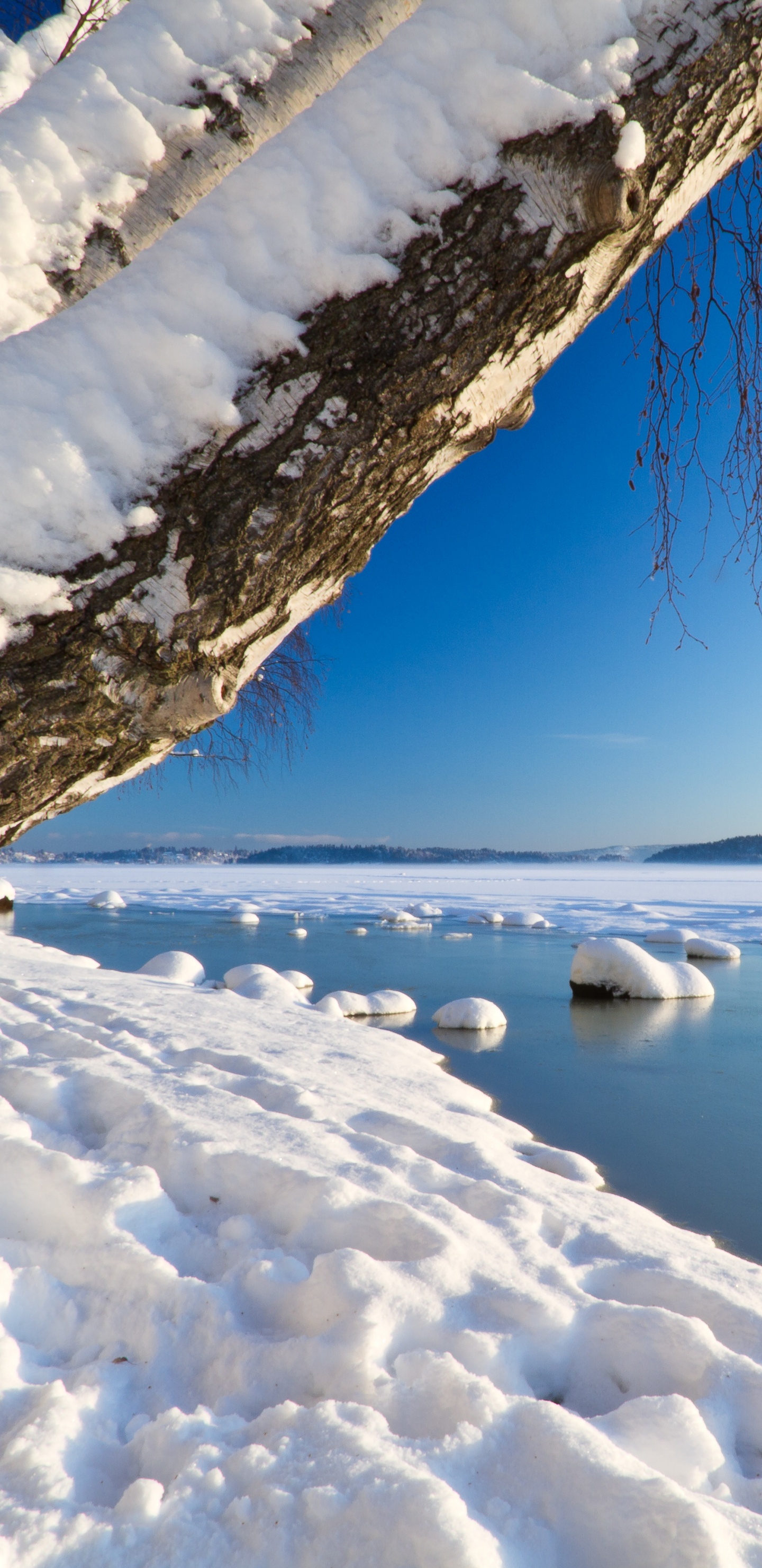 Tronco de Árbol Marrón Sobre Suelo Cubierto de Nieve Durante el Día. Wallpaper in 1440x2960 Resolution