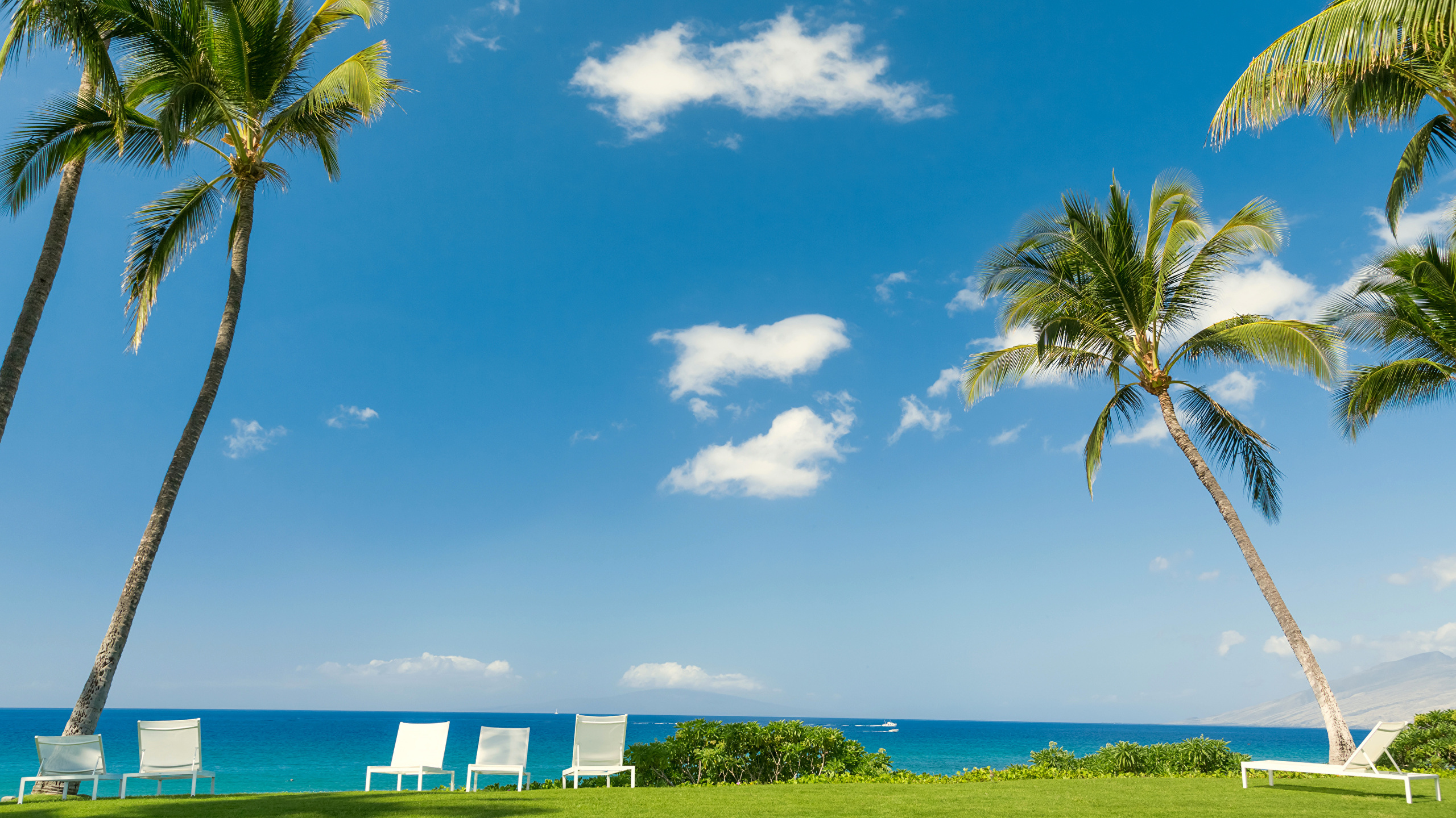 Palm Tree Near Body of Water During Daytime. Wallpaper in 2560x1440 Resolution