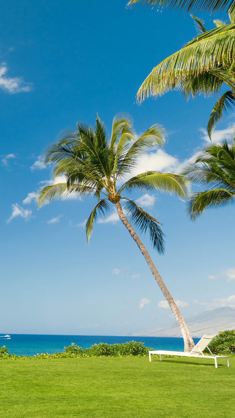 Palm Tree Near Body of Water During Daytime. Wallpaper in 750x1334 Resolution