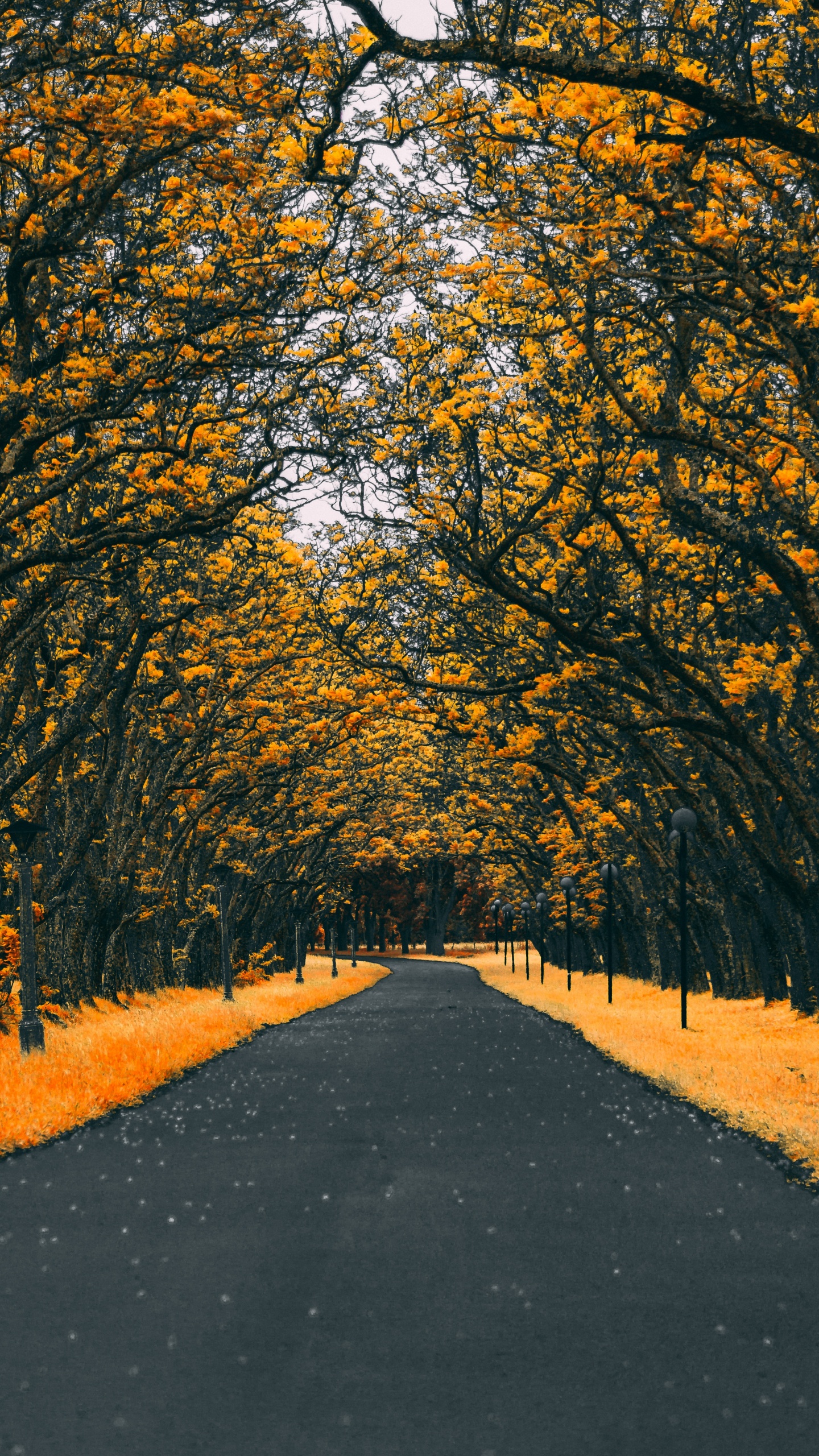 Orange, Feuille, Jaune, Feuilles Caduques, Route. Wallpaper in 1440x2560 Resolution