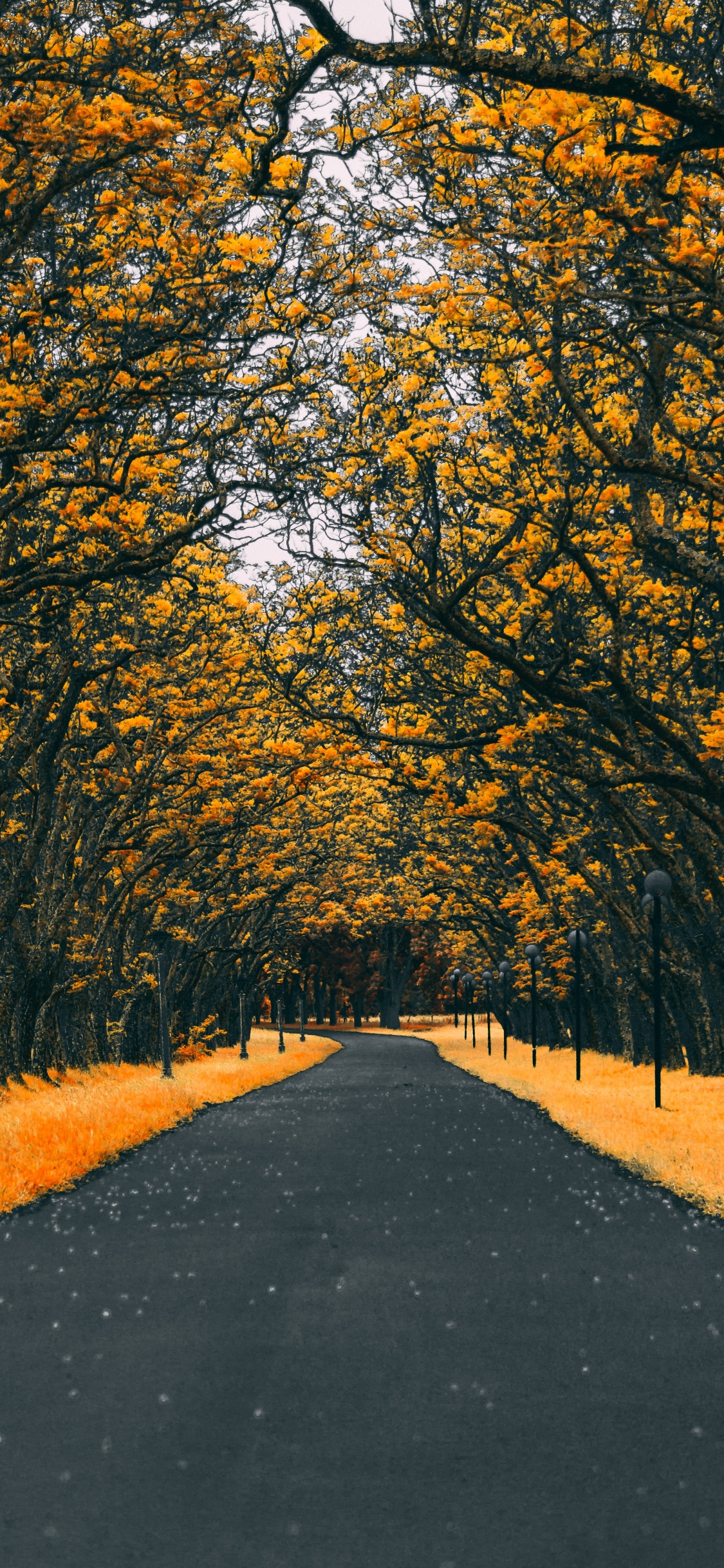 Orange, Baum, Blatt, Gelb, Herbst. Wallpaper in 1125x2436 Resolution