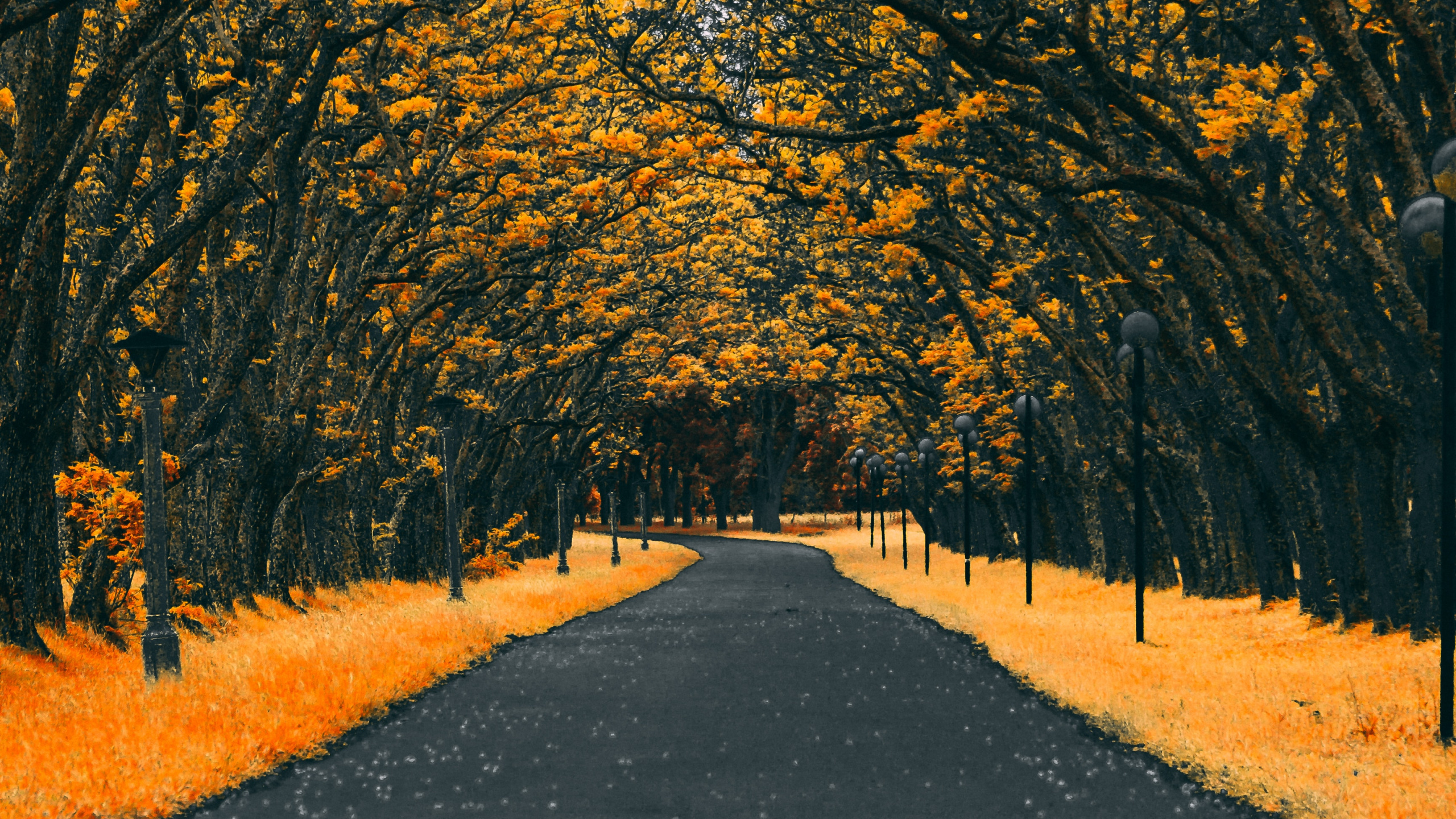 Orange, Tree, Leaf, Yellow, Autumn. Wallpaper in 2560x1440 Resolution