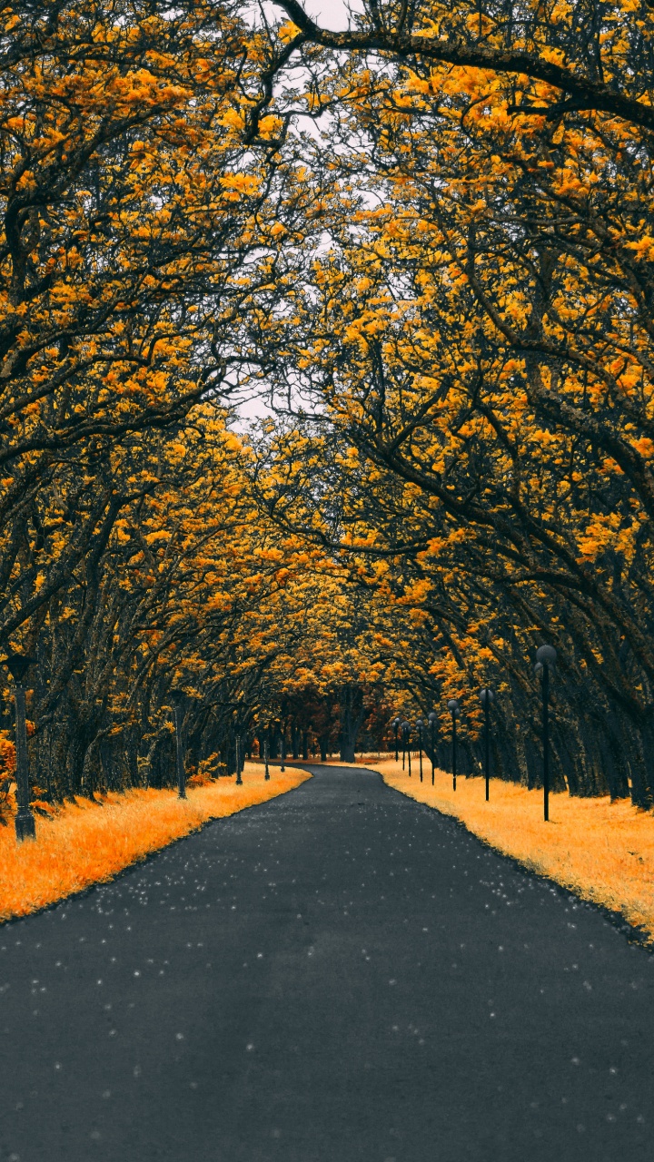 Orange, Tree, Leaf, Yellow, Autumn. Wallpaper in 720x1280 Resolution
