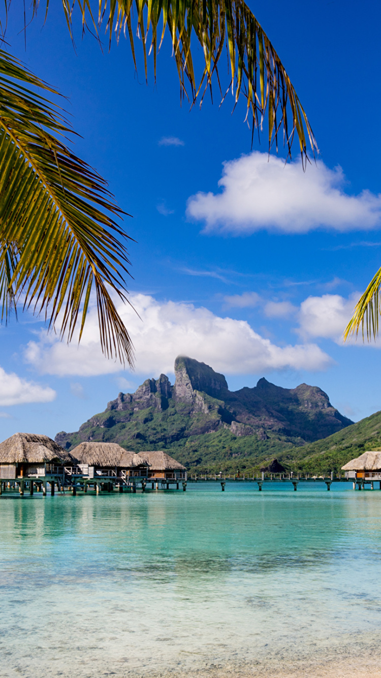 Palm Trees on Beach During Daytime. Wallpaper in 750x1334 Resolution