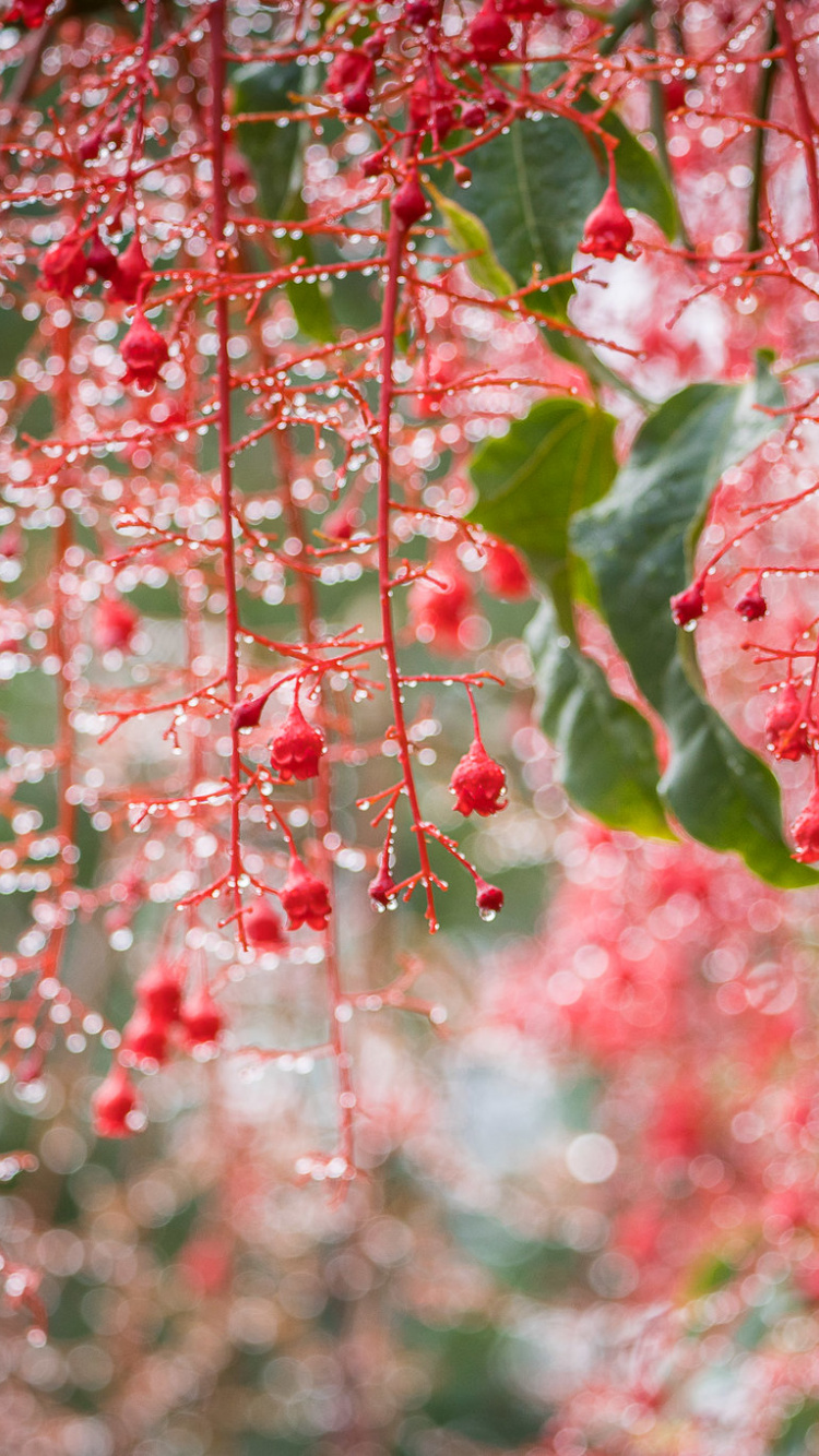 Bokeh, Kirschblüte, Frühjahr, Baum, Botanik. Wallpaper in 750x1334 Resolution