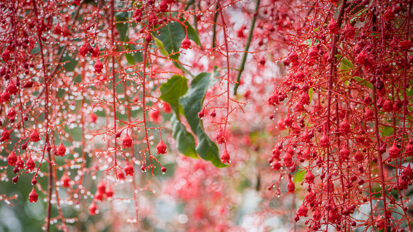 Bokeh, Cerisier, Printemps, Red, Botanique. Wallpaper in 1366x768 Resolution