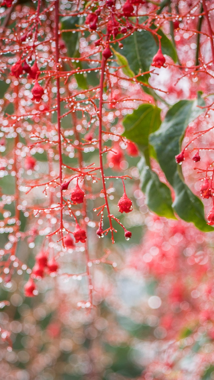 樱花, 开花, 弹簧, 红色的, 木本植物 壁纸 720x1280 允许
