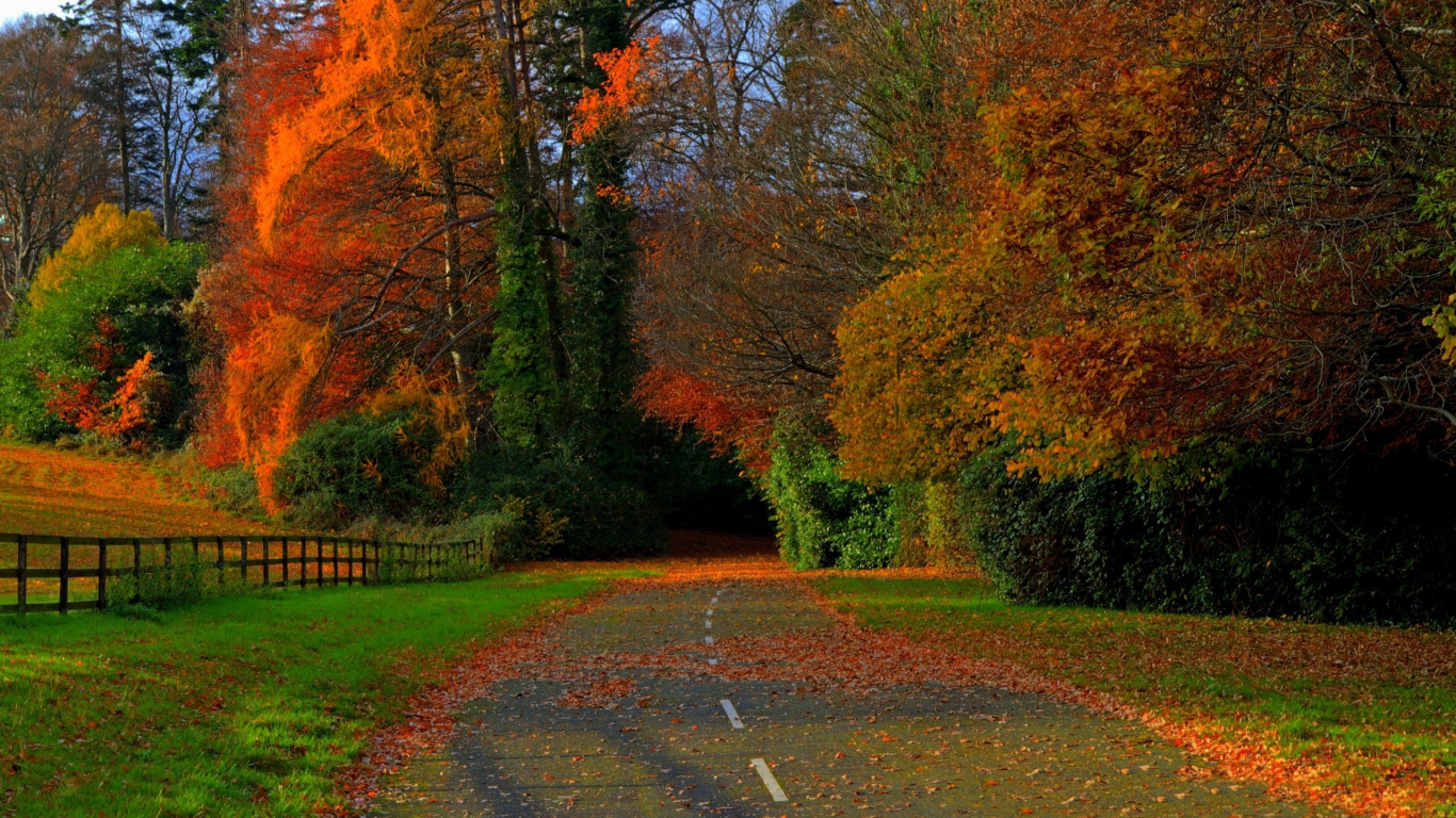 Brown Trees on Green Grass Field During Daytime. Wallpaper in 1366x768 Resolution
