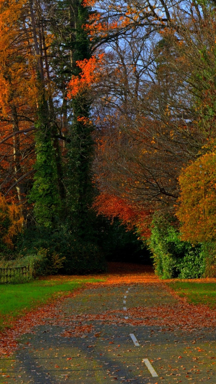 Brown Trees on Green Grass Field During Daytime. Wallpaper in 750x1334 Resolution