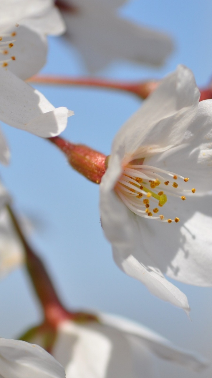 Fleur Blanche en Macro Shot. Wallpaper in 720x1280 Resolution