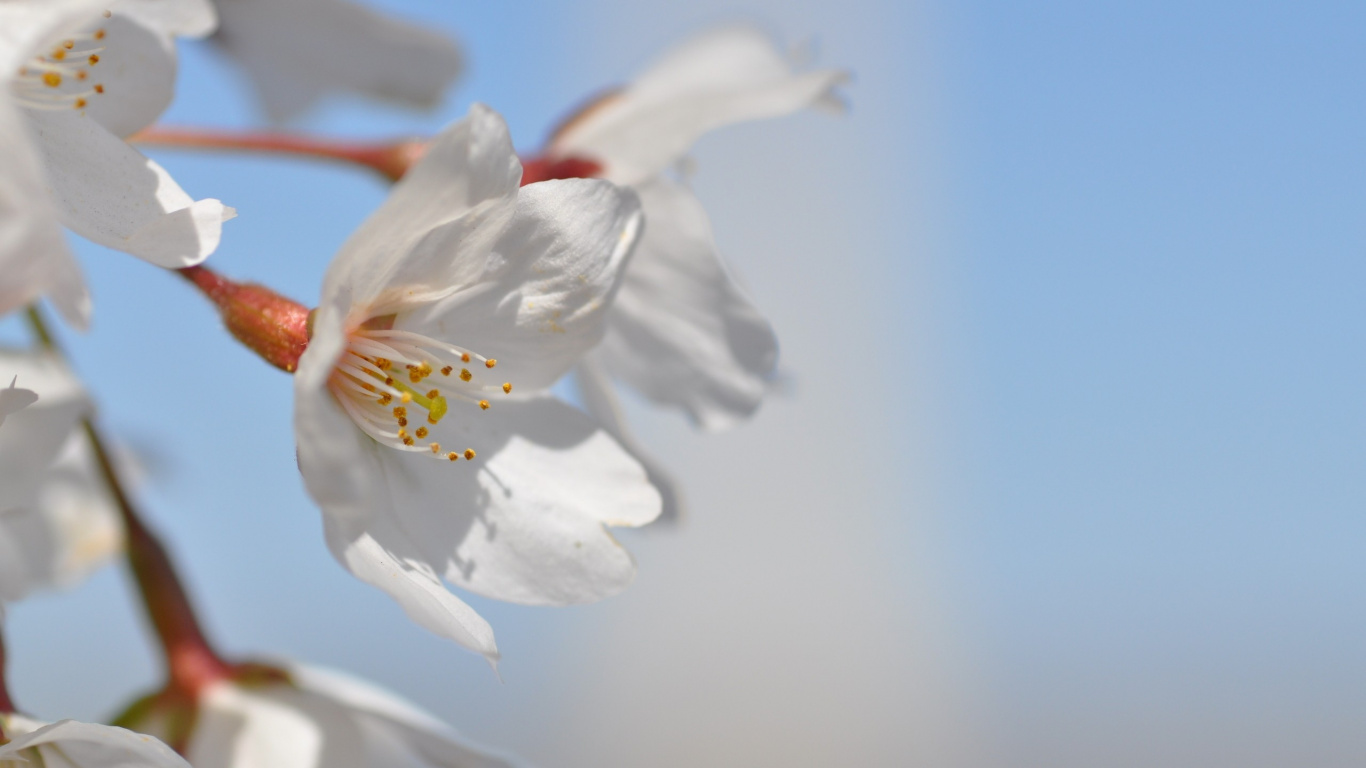 Weiße Blume in Makroaufnahme. Wallpaper in 1366x768 Resolution