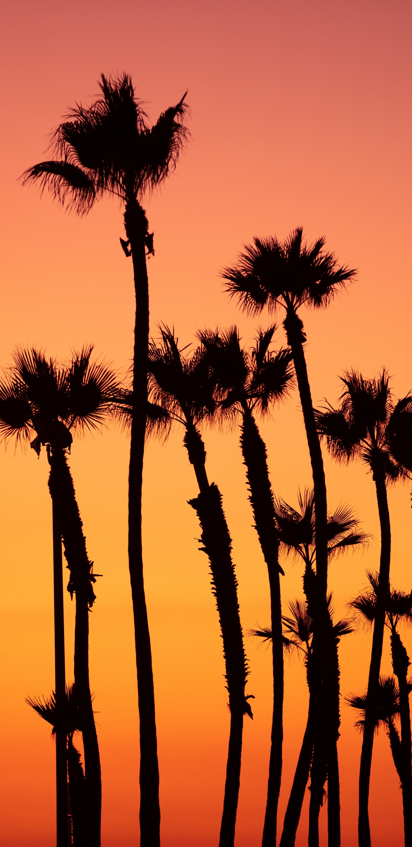 Tree, Nature, Palm Tree, Silhouette, Orange. Wallpaper in 1440x2960 Resolution