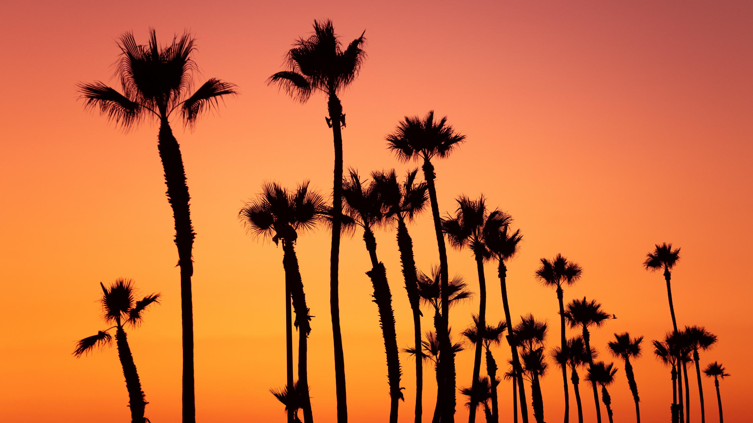 Nature, Silhouette, Orange, Lever, Arecales. Wallpaper in 2560x1440 Resolution