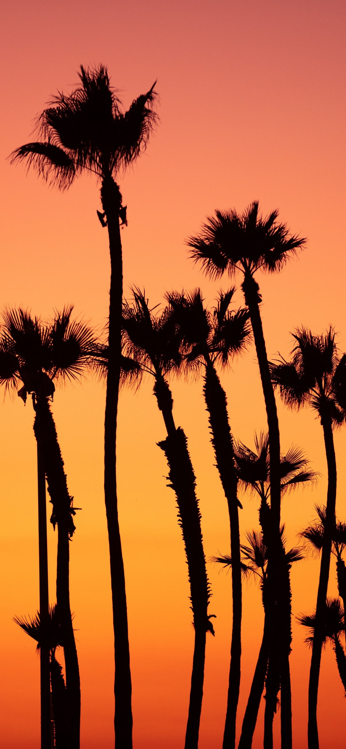 Baum, Natur, Silhouette, Orange, Sonnenuntergang. Wallpaper in 1125x2436 Resolution