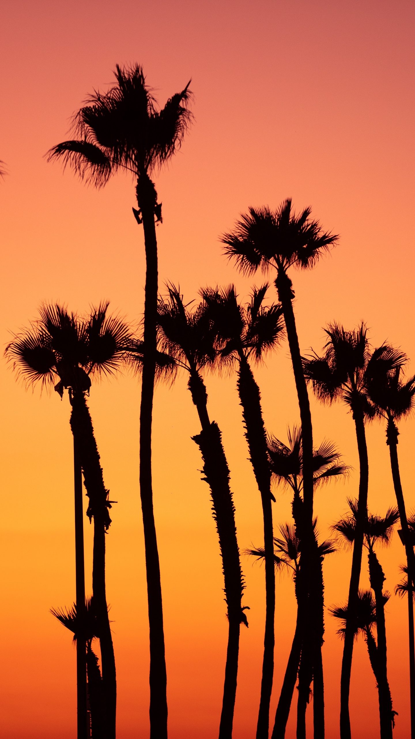 Naturaleza, Silueta, Naranja, Puesta, Arecales. Wallpaper in 1440x2560 Resolution