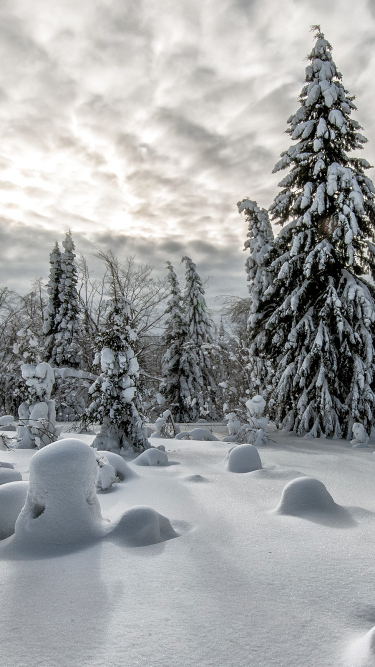 Snow Covered Pine Trees Under Cloudy Sky During Daytime. Wallpaper in 750x1334 Resolution