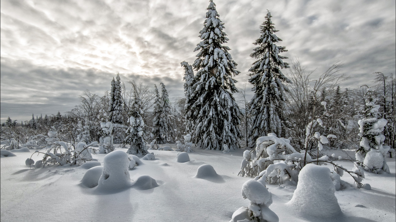 Pins Couverts de Neige Sous Ciel Nuageux Pendant la Journée. Wallpaper in 1366x768 Resolution