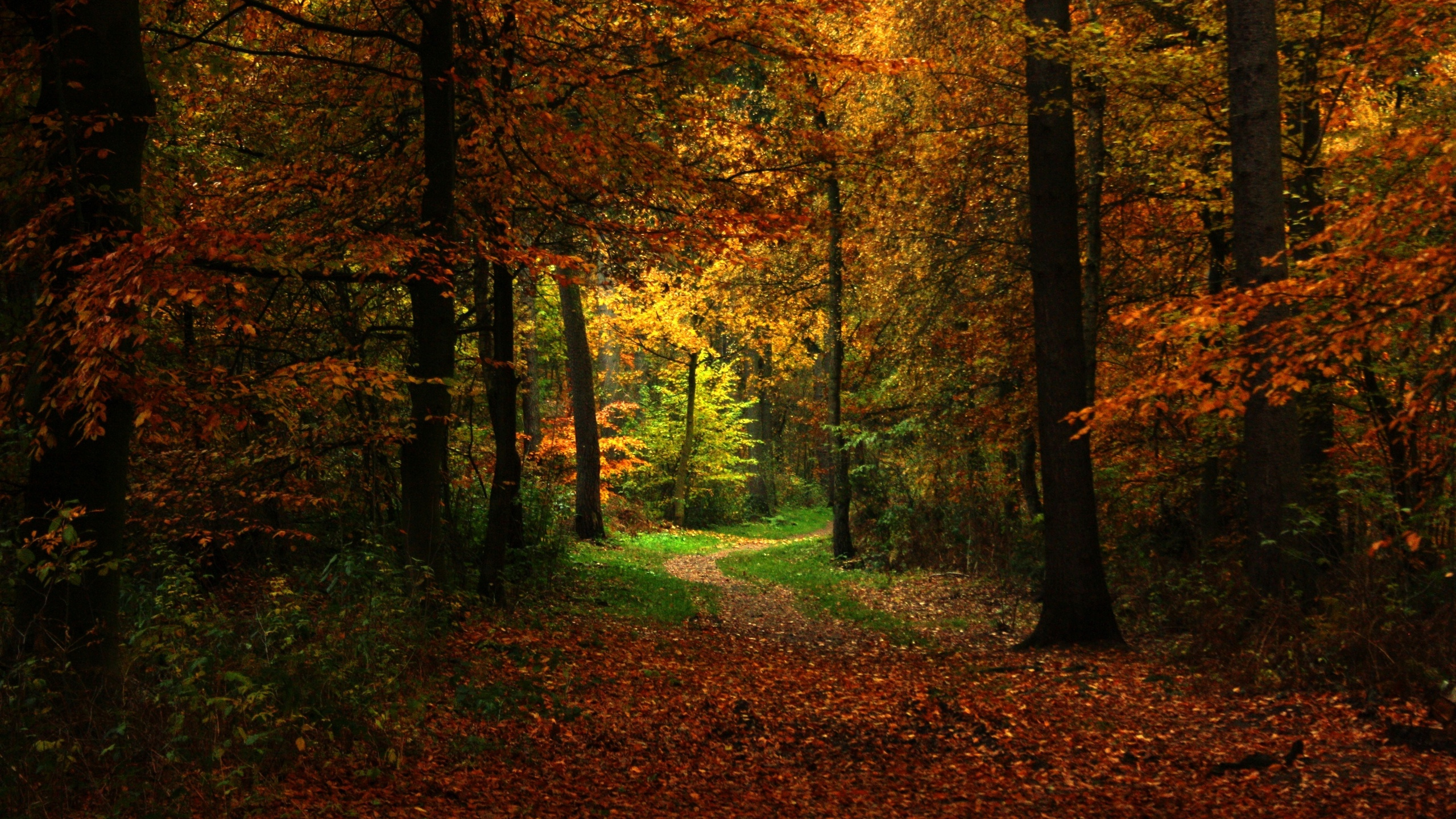 Arbres Bruns et Verts Pendant la Journée. Wallpaper in 2560x1440 Resolution