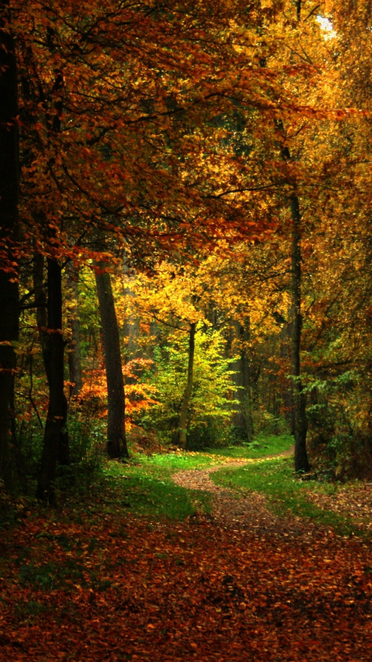 Arbres Bruns et Verts Pendant la Journée. Wallpaper in 750x1334 Resolution