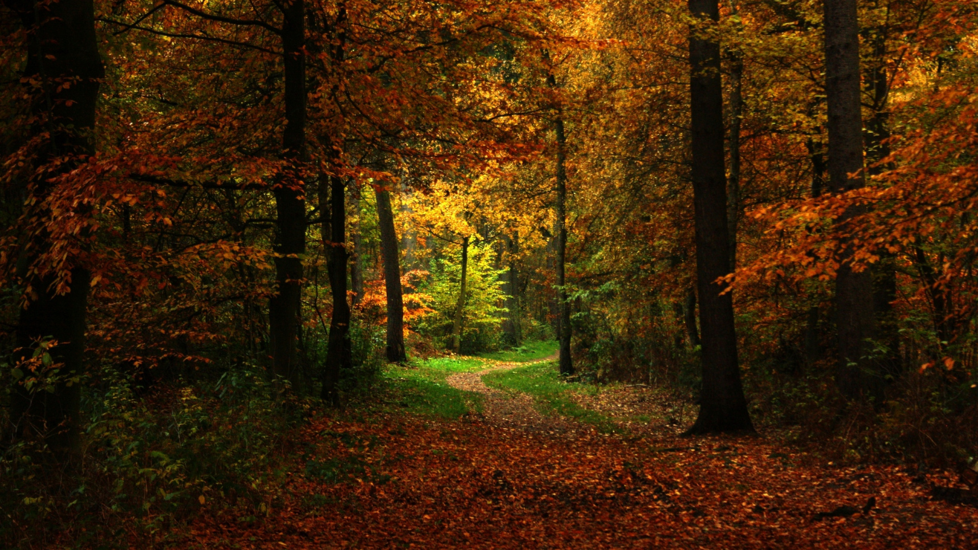 Brown and Green Trees During Daytime. Wallpaper in 1920x1080 Resolution