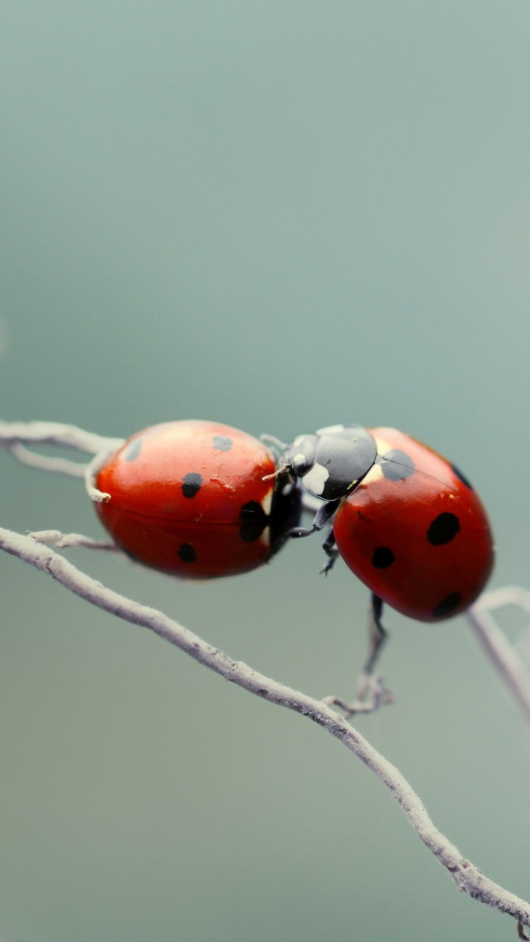 Red Ladybug Perched on Brown Tree Branch in Close up Photography During Daytime. Wallpaper in 750x1334 Resolution