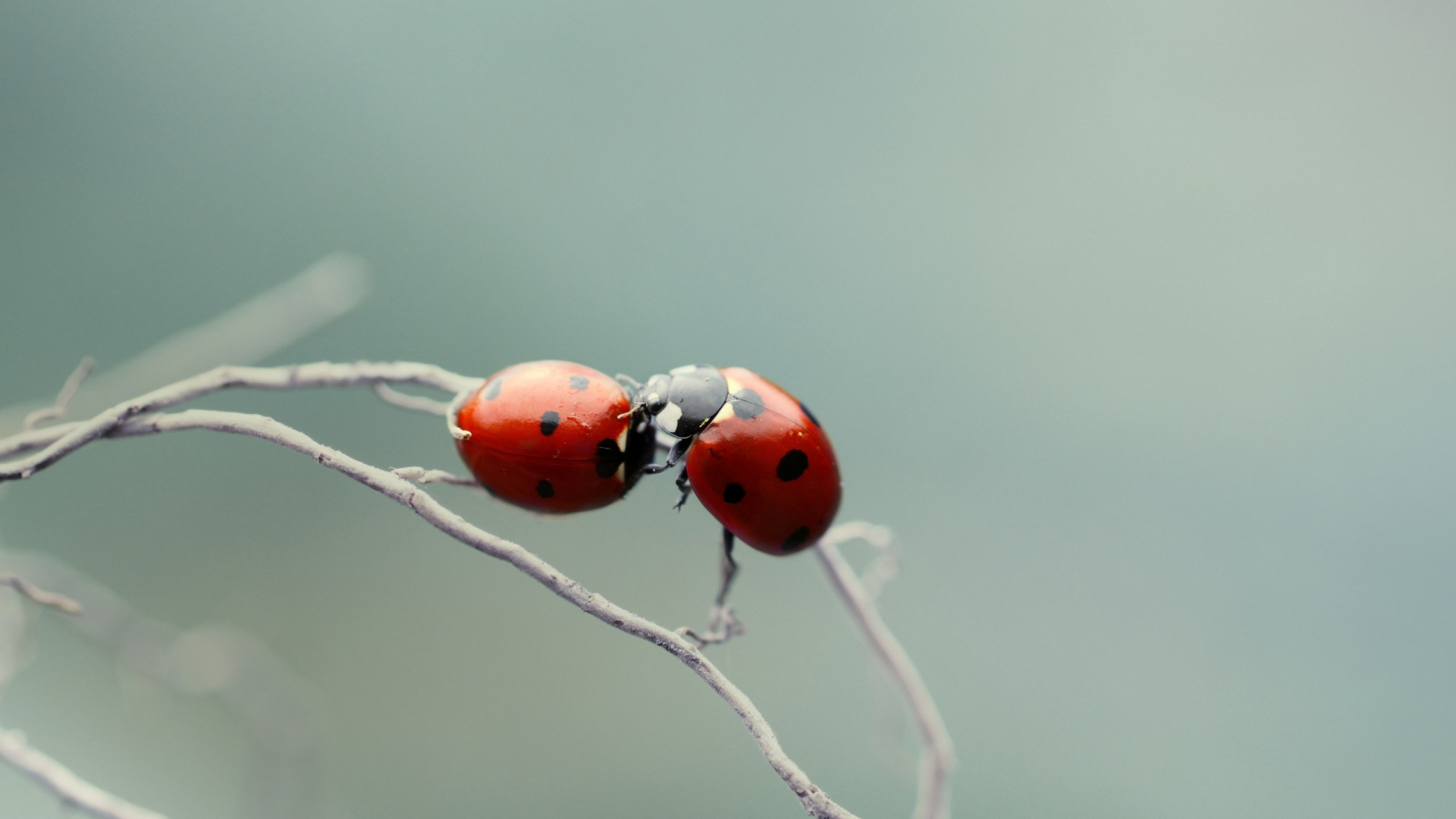 Coccinelle Rouge Perchée Sur Une Branche D'arbre Brun en Photographie Rapprochée Pendant la Journée. Wallpaper in 1920x1080 Resolution