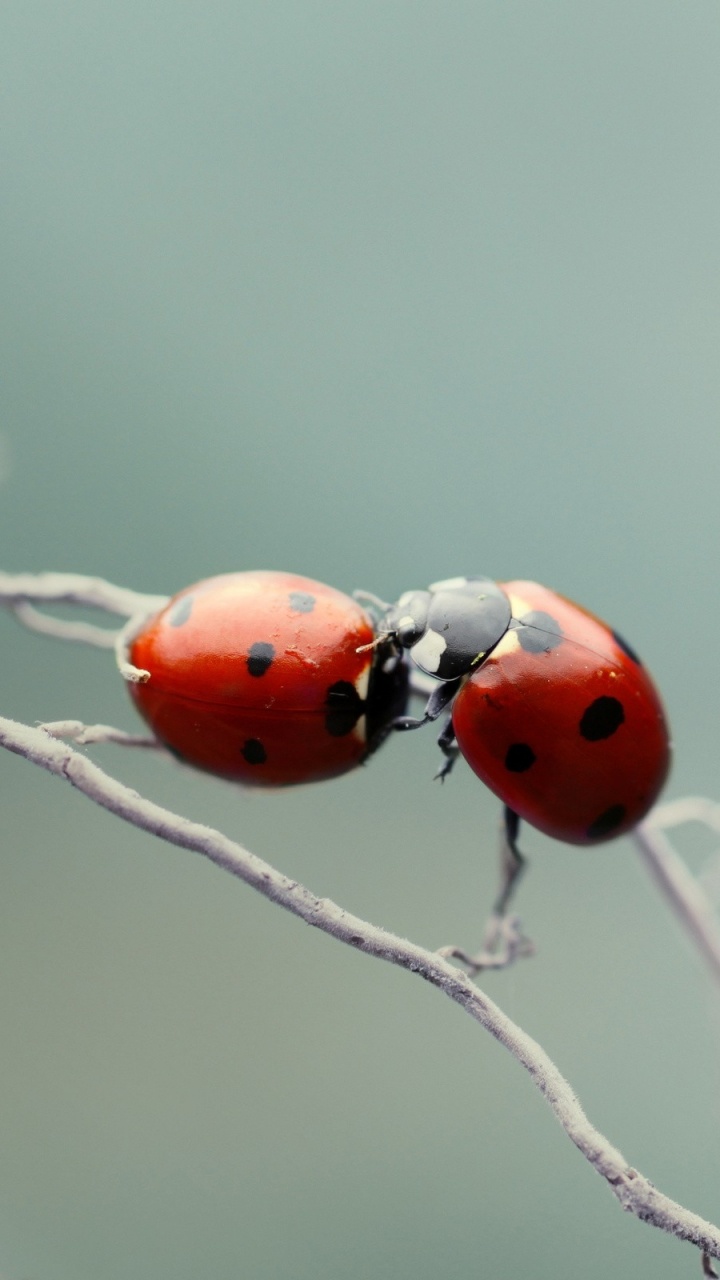 Coccinelle Rouge Perchée Sur Une Branche D'arbre Brun en Photographie Rapprochée Pendant la Journée. Wallpaper in 720x1280 Resolution
