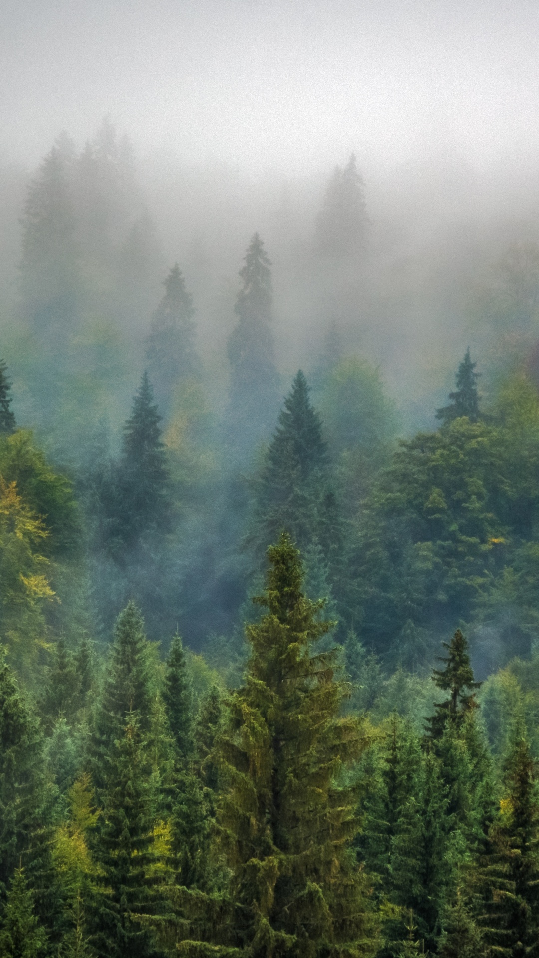 Green Pine Trees Covered With Fog. Wallpaper in 1080x1920 Resolution
