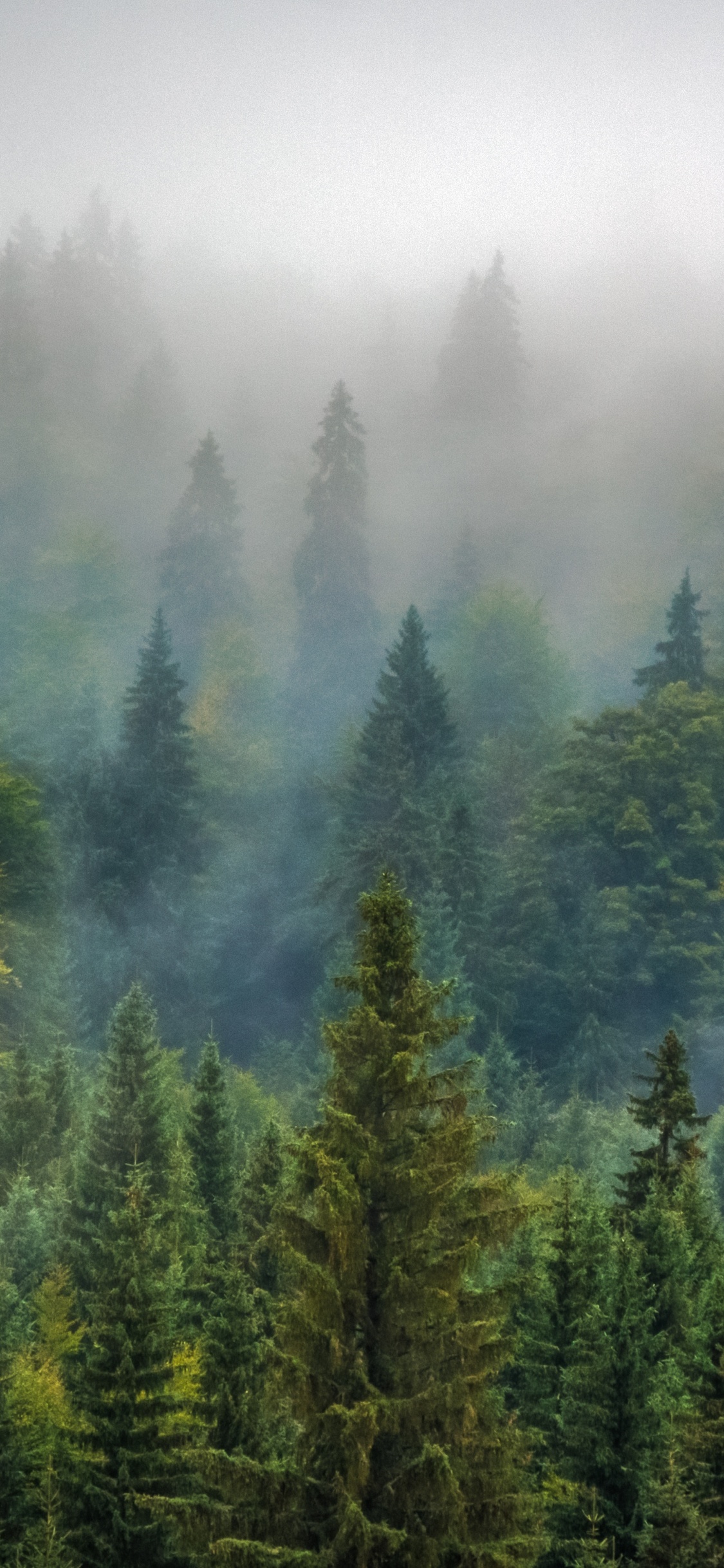 Grüne Kiefern Bedeckt Mit Nebel. Wallpaper in 1125x2436 Resolution