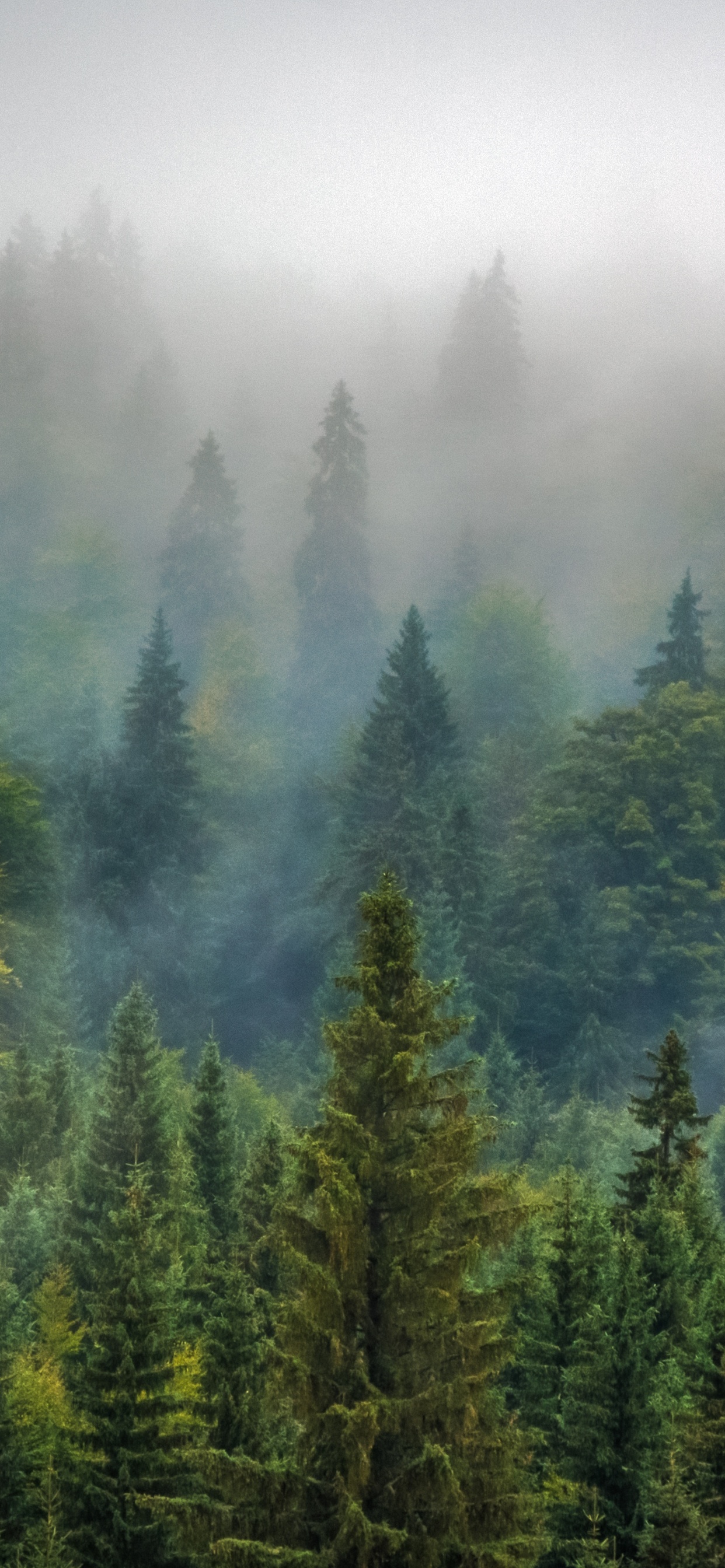 Grüne Kiefern Bedeckt Mit Nebel. Wallpaper in 1242x2688 Resolution