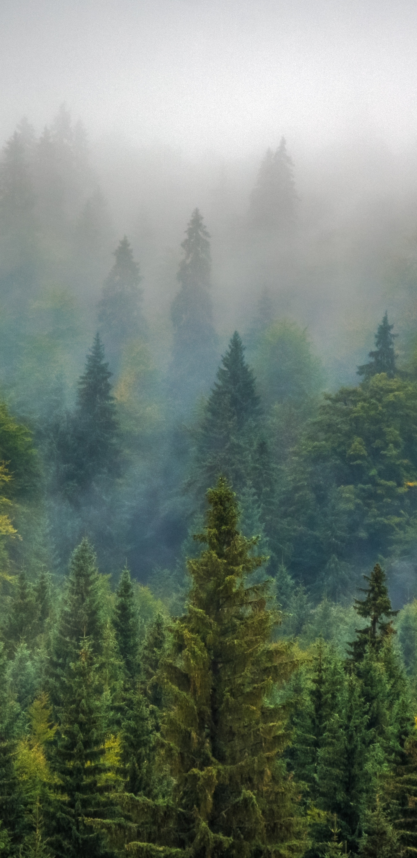 Grüne Kiefern Bedeckt Mit Nebel. Wallpaper in 1440x2960 Resolution