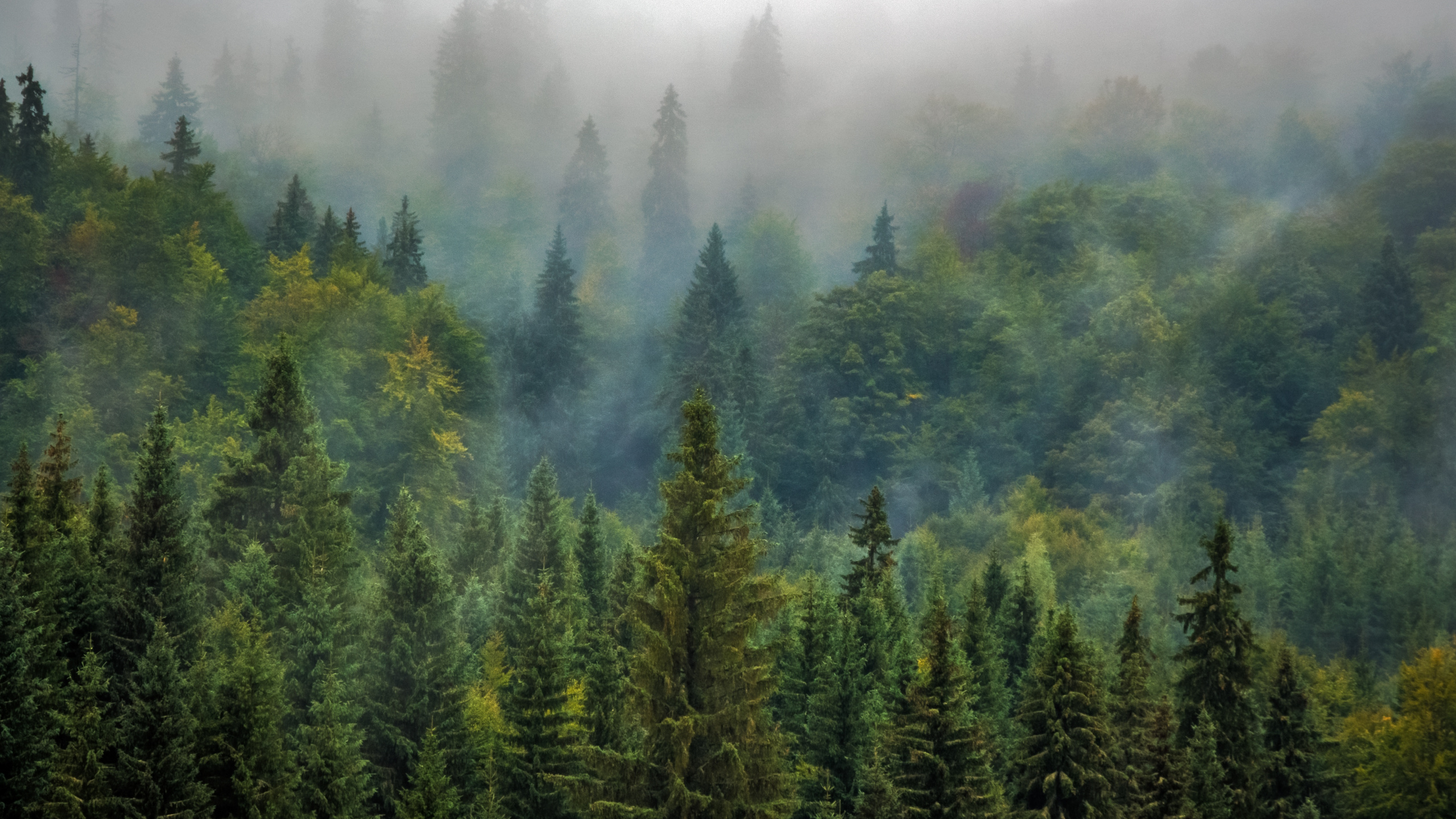 Grüne Kiefern Bedeckt Mit Nebel. Wallpaper in 2560x1440 Resolution