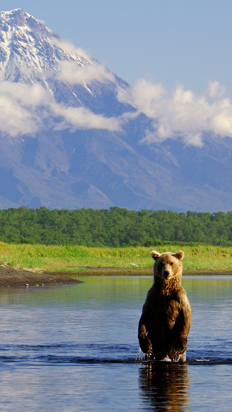 Ours Brun Sur la Rivière Pendant la Journée. Wallpaper in 750x1334 Resolution