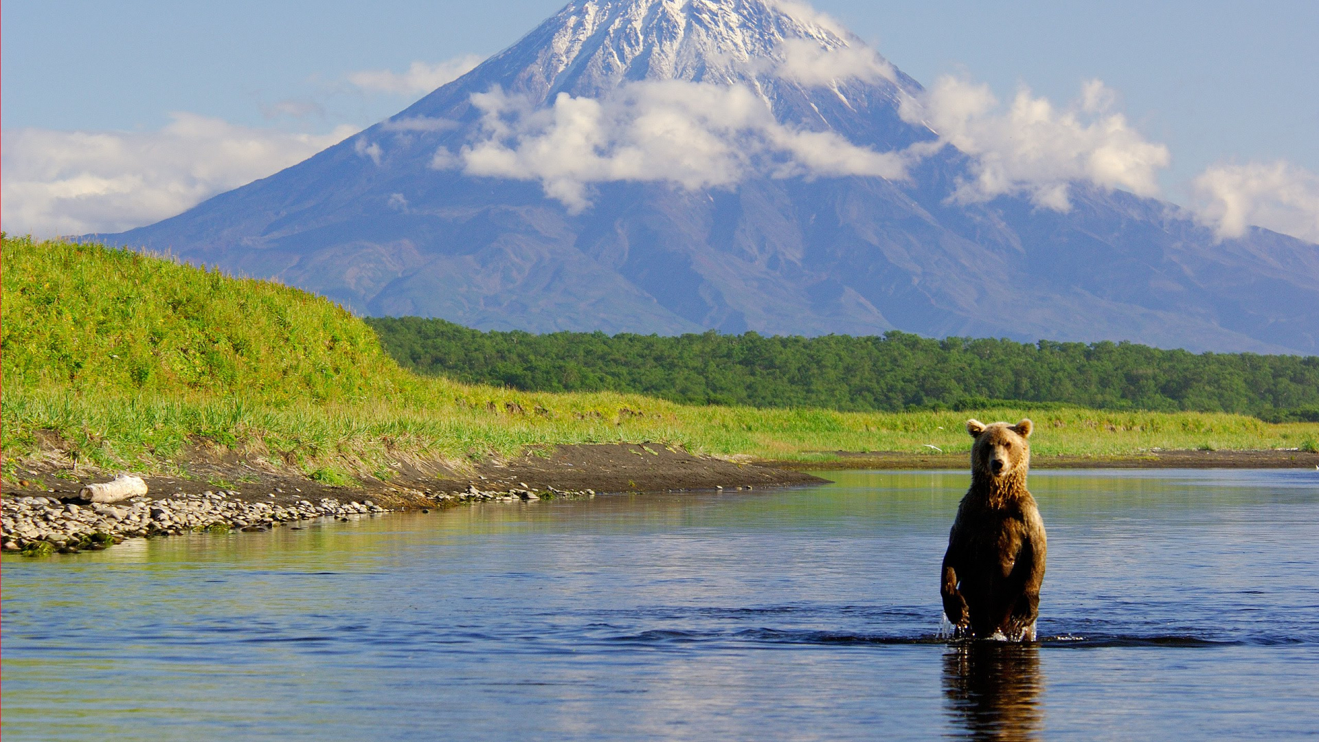 Brown Bear on River During Daytime. Wallpaper in 1920x1080 Resolution